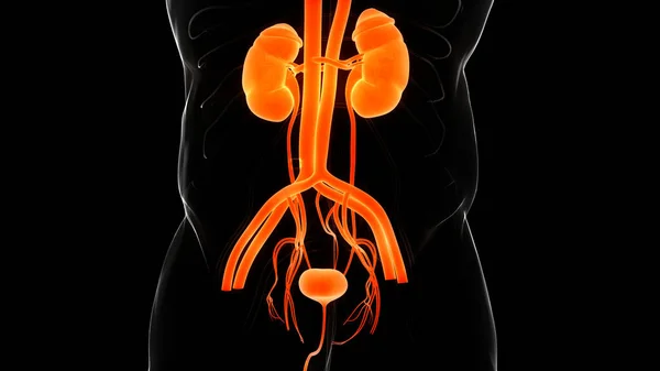 Riñones Del Sistema Urinario Humano Con Anatomía Vesical —  Fotos de Stock