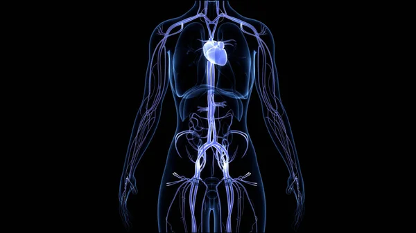 Système Circulatoire Humain Anatomie Cardiaque — Photo