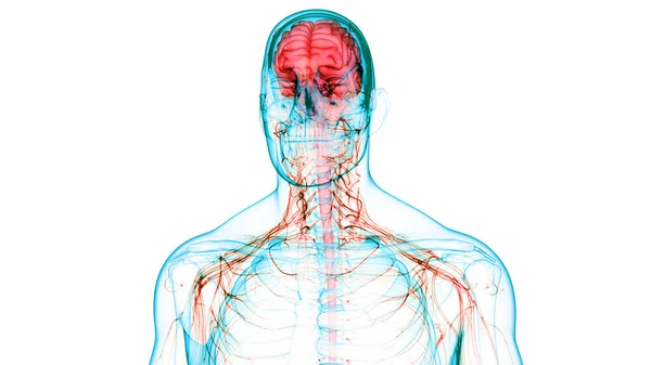 Organo Centrale Del Sistema Nervoso Umano Anatomia Cerebrale — Foto Stock