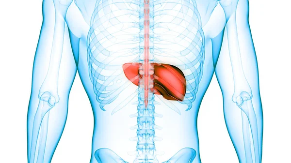 Ludzki Wewnętrzny Organ Trawienny Anatomia Wątroby — Zdjęcie stockowe