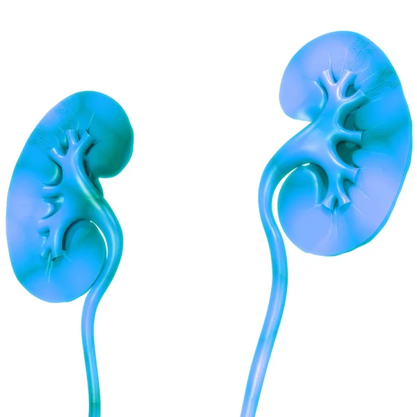 Anatomía Renal Del Sistema Urinario Humano — Foto de Stock