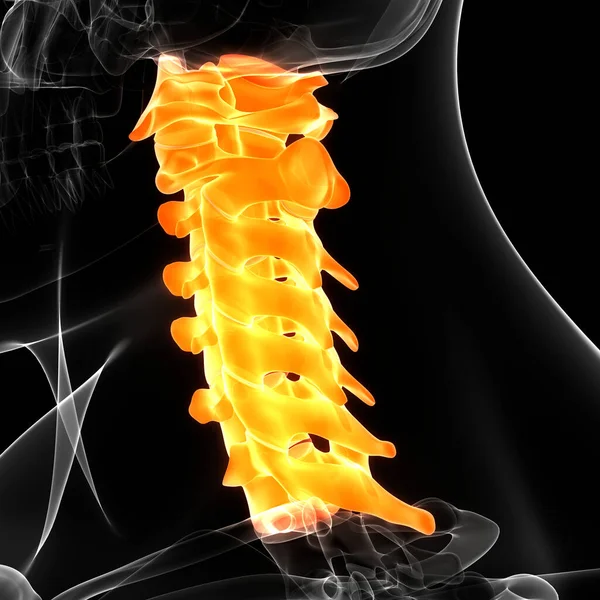 Anatomia Del Midollo Spinale Vertebre Cervicali Illustrazione — Foto Stock
