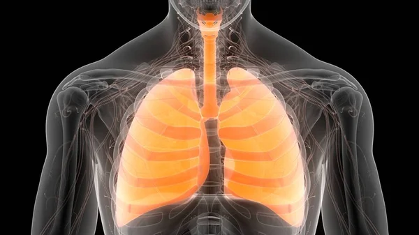 Conceptul Sistemului Respirator Uman Anatomia Plămânilor — Fotografie, imagine de stoc
