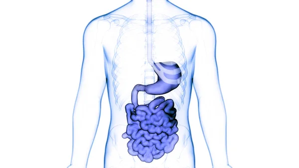 Anatomie Des Menschlichen Verdauungssystems — Stockfoto