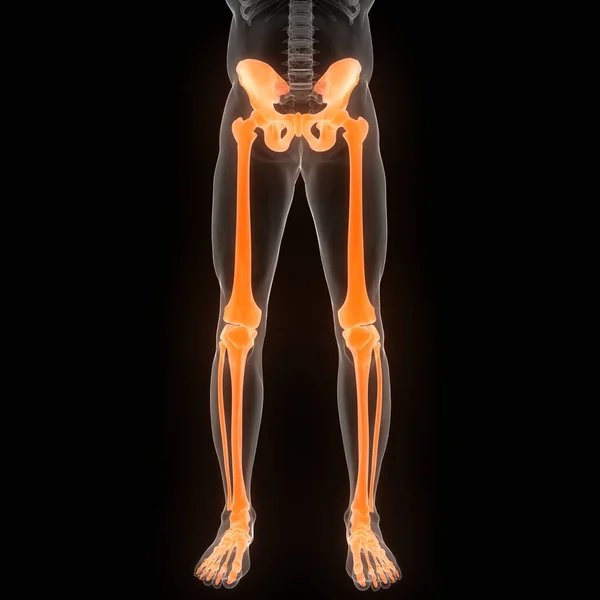 시스템 Human Skeleton System Legs Bones Joints Anatomy 다음을 가리킨다 — 스톡 사진