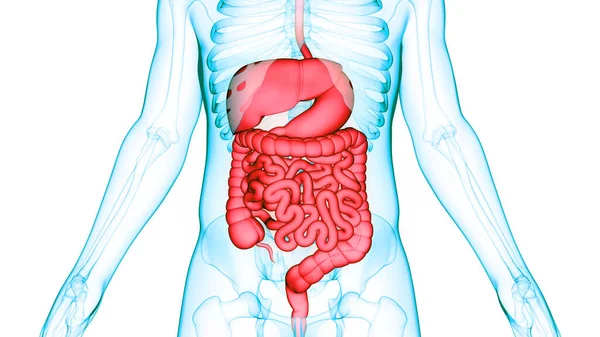 Anatomie Van Het Spijsverteringsstelsel — Stockfoto