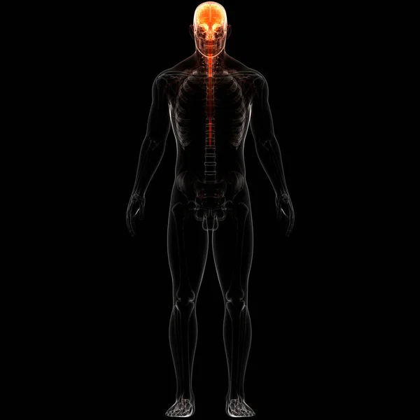 Ústřední Orgán Anatomie Lidského Nervového Systému — Stock fotografie