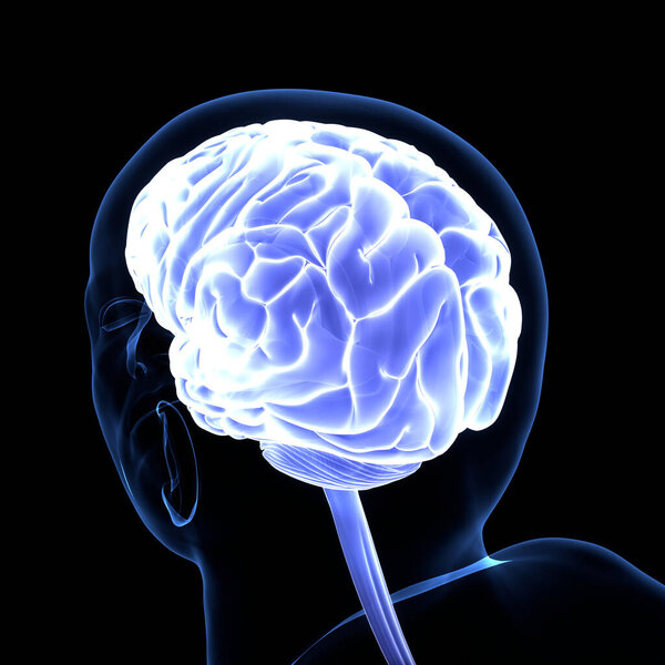 Central organ of Human Nervous System Brain Anatomy. 3D