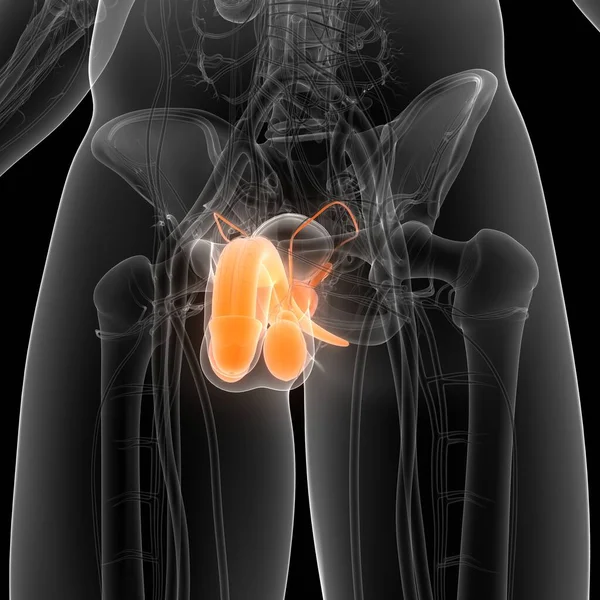 Anatomie Des Männlichen Fortpflanzungssystems — Stockfoto