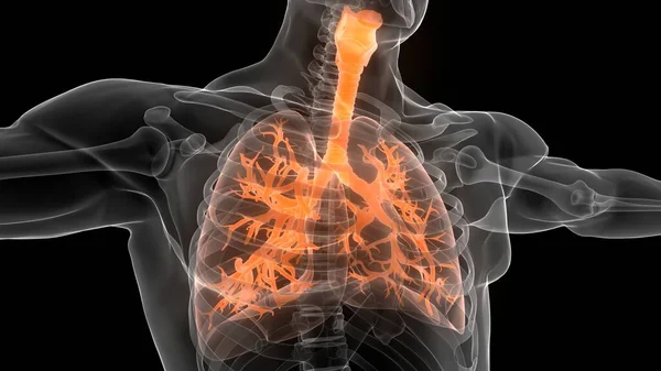 Konzept Der Lungen Des Menschlichen Atemsystems Anatomie Stockfoto