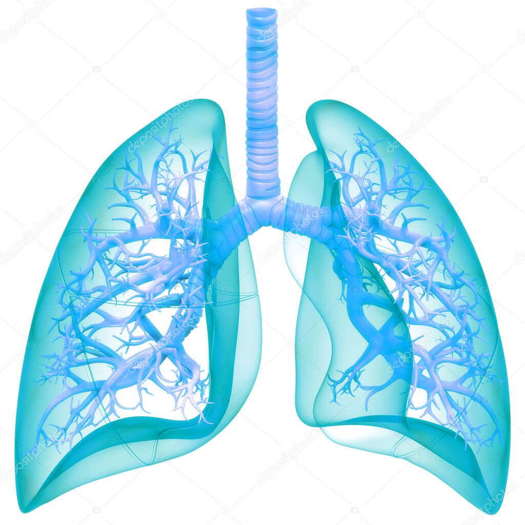 3D  Concept of Human Respiratory System Lungs Anatomy