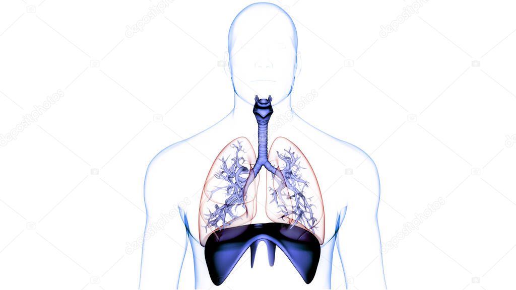 Human Respiratory System Lungs with Diaphragm Anatomy. 3D