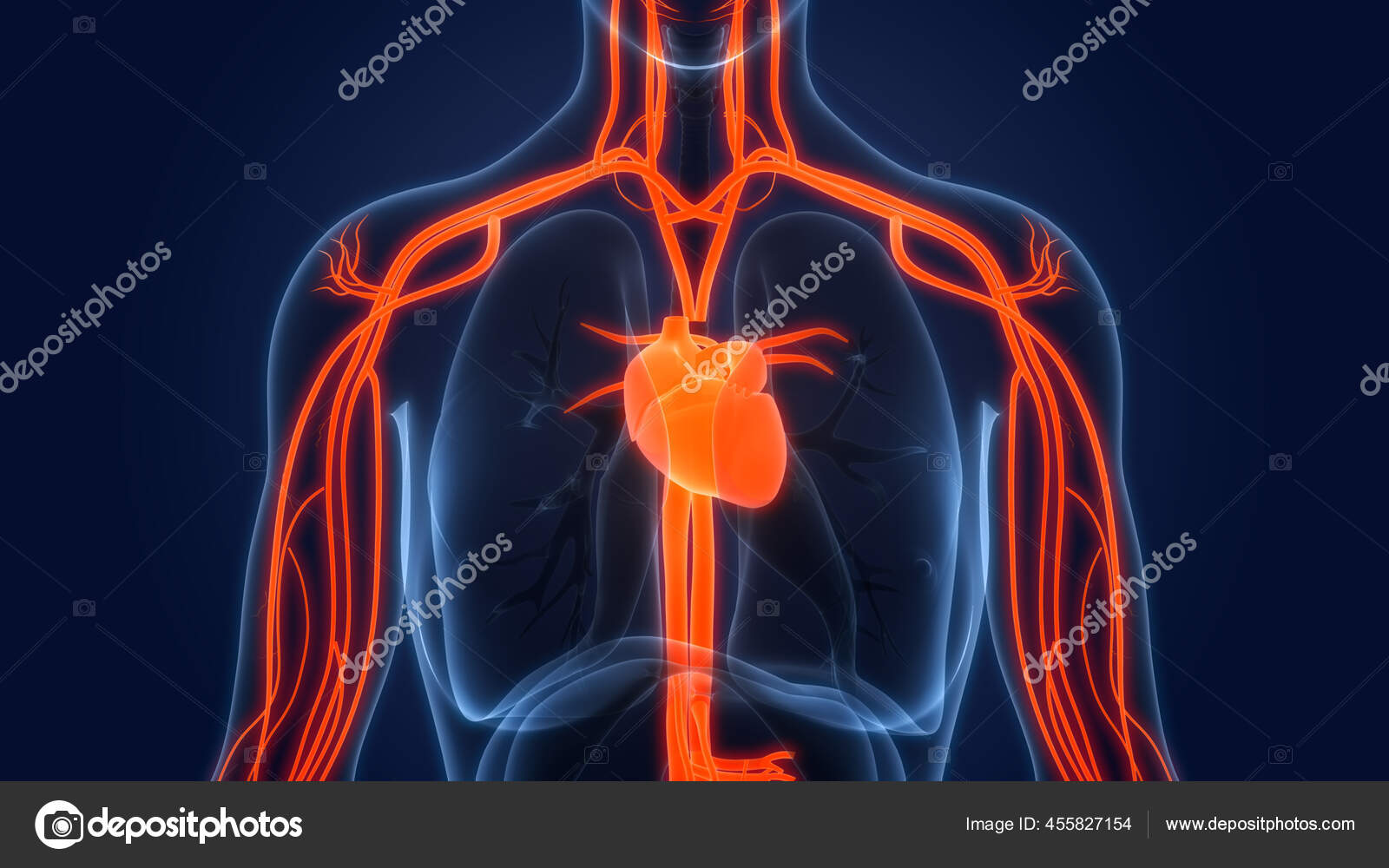 Схема кровообращения человека. Кровеносная система человека 3d. Systemic circulation. Система кровообращения человека. Circulation.
