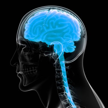 İnsan Sinir Sistemi Beyin Anatomisi Merkezi Organı. Üç Boyut