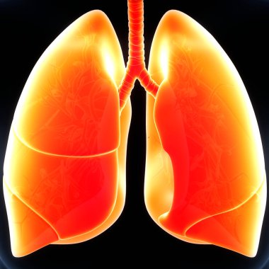 İnsan Solunum Sistemi Akciğerleri Anatomisi. 3B illüstrasyon 