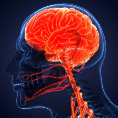 İnsan Sinir Sistemi Beyin Anatomisi Merkezi Organı. Üç Boyut