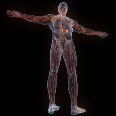 İnsan iç sistemi lenf düğümleri anatomisi. 3B illüstrasyon 