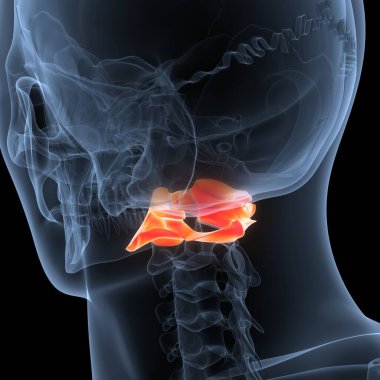 İnsan İskelet Sistemi Anatomisi 'nin omurga omurgası Atlas C1' i. Üç Boyut
