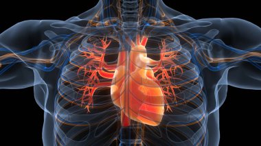 İnsan Dolaşım Sistemi Kalp Anatomisi. 3B illüstrasyon 