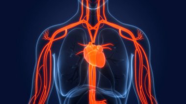 İnsan Dolaşım Sistemi Kalp Anatomisi. 3B illüstrasyon 