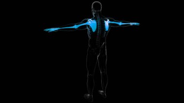Human Skeleton System Upper Limbs Bones Joints Anatomy. 3D clipart
