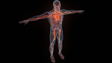 İnsan iç sistemi anatomisi. 3B illüstrasyon 