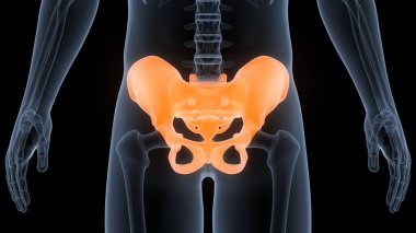 İnsan iskelet sistemi pelvis eklemi anatomisi. Üç Boyut