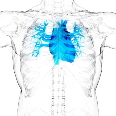 İnsan Dolaşım Sistemi Kalp Anatomisi. 3B illüstrasyon 