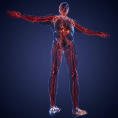 İnsan iç sistemi anatomisi. 3B illüstrasyon 