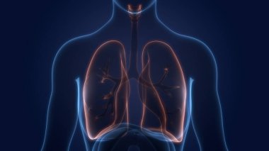 Diyafram anatomisi olan insan solunum sistemi akciğerleri. Üç Boyut