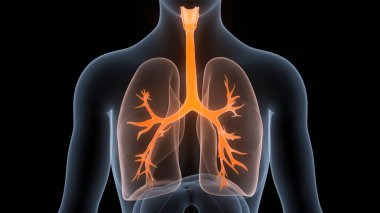 İnsan Solunum Sistemi Akciğerleri Anatomisi. 3B illüstrasyon 