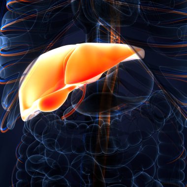 İnsan İç Sindirim Organı Karaciğer Anatomisi. 3B illüstrasyon 