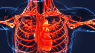 İnsan Dolaşım Sistemi Kalp Anatomisi. 3B illüstrasyon 