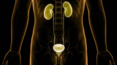 İnsan İdrar Sistemi Böbrekleri Anatomisi. Üç Boyut