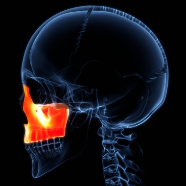 İnsan İskeleti Kafatası Kemik Parçaları Anatomisi
