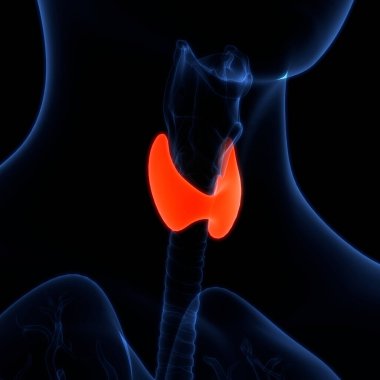 İnsan Vücut Bezleri Tiroit Bezi Anatomisi. 3D - Görüntü