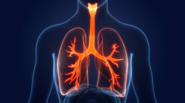 Diyafram anatomisi olan insan solunum sistemi akciğerleri. Üç Boyut