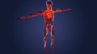 İnsan iç sistemi anatomisi. 3B illüstrasyon 