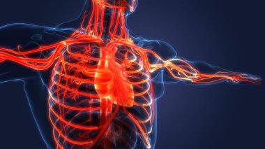 İnsan Dolaşım Sistemi Kalp Anatomisi. 3B illüstrasyon 