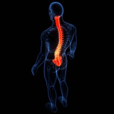 İnsan İskelet Sistemi Anatomisinin Omurları