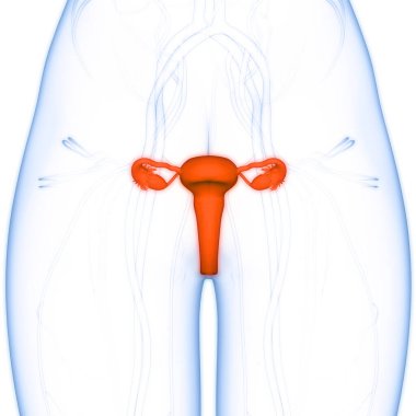 Kadın Üreme Sistemi Anatomisi. Üç Boyut