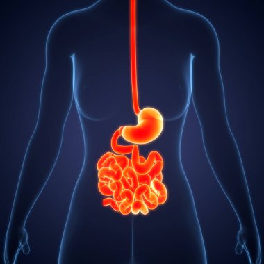 İnsan Sindirim Sistemi Anatomisi. 3B illüstrasyon 