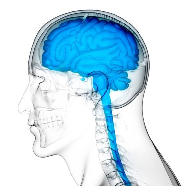 İnsan Sinir Sistemi Beyin Anatomisi Merkezi Organı. Üç Boyut