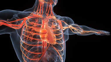 İnsan Dolaşım Sistemi Kalp Anatomisi. 3B illüstrasyon 