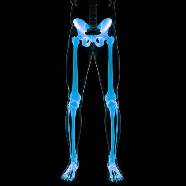 Human Skeleton System Legs Bones Joints Anatomy. 3D - Illustration clipart