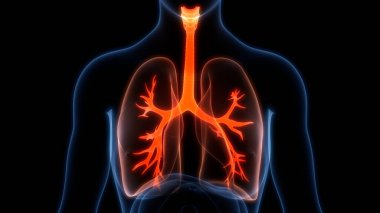İnsan Solunum Sistemi Akciğerleri Anatomisi. 3B illüstrasyon 