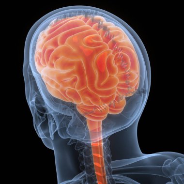 İnsan Sinir Sistemi Beyin Anatomisi Merkezi Organı. Üç Boyut