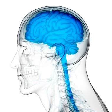 İnsan Sinir Sistemi Beyin Anatomisi Merkezi Organı. Üç Boyut