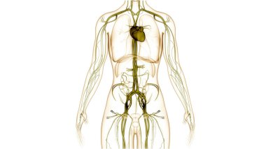 İnsan Dolaşım Sistemi Kalp Anatomisi. 3B illüstrasyon 