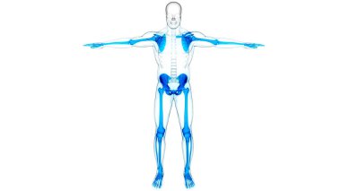 İnsan iskelet sistemi apandisit iskelet anatomisi. Üç Boyut